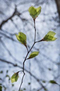 Jeunes feuilles de Hêtre. Forêt du Trièves, Isère