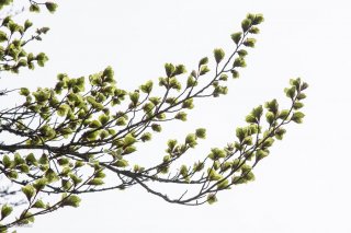 Jeunes feuilles de Hêtre qui débourrent. Forêt du Trièves, Isère