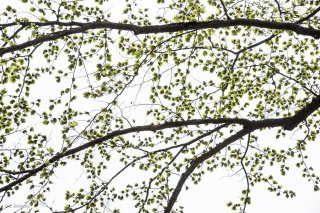 Jeunes feuilles de Hêtre qui débourrent. Forêt du Trièves, Isère