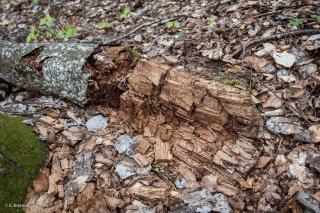 Tronc en décomposition. Forêt du Trièves, Isère