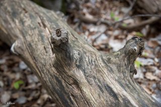 Branche morte. Forêt du Trièves. Isère