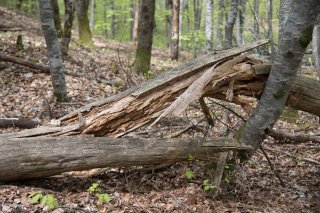 Tronc cassé dans une Hêtraie. Forêt du Trièves, Isère