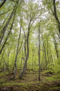 Hêtraie dans le Trièves au printemps, les Hêtres débourrent. Isère