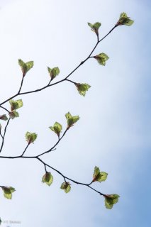 Jeunes feuilles de Hêtre. Forêt du Trièves, Isère