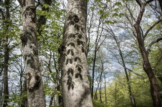 Ombres de feuilles portées sur un tronc de Hêtre. Forêt du Trièves