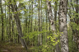 Hêtraie dans le Trièves au printemps, les Hêtres débourrent. Isère