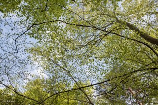 Hêtraie dans le Trièves au printemps, les Hêtres débourrent. Isère