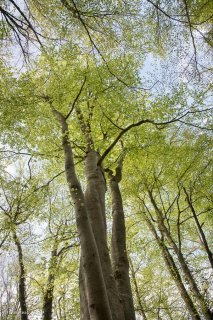 Troncs de Hêtres. Forêt dans le Trièves, Isère