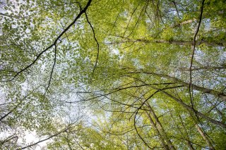 Hêtraie dans le Trièves au printemps, les Hêtres débourrent. Isère