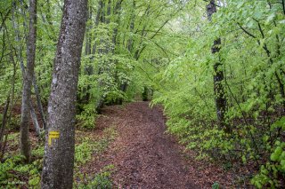 Un sentier traverse une Hêtraie dans le Trièves, au printemps les Hêtres débourrent. Isère