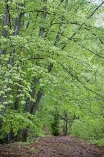 Hêtraie dans le Trièves au printemps, les Hêtres débourrent. Isère