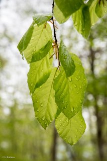 Jeunes feuilles de Hêtre sous la pluie. Forêt du Trièves, Isère