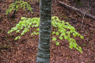 Tronc de Hêtre qui débourre. Forêt du Trièves, Isère