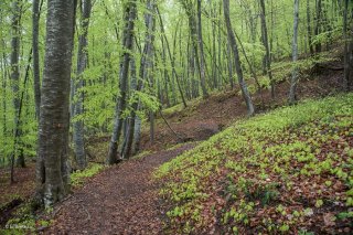 Un sentier traverse une Hêtraie dans le Trièves, au printemps les Hêtres débourrent. Isère