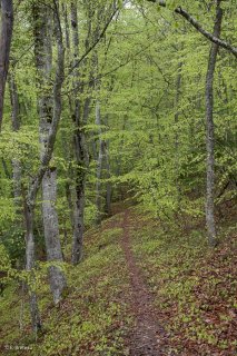 Un sentier traverse une Hêtraie dans le Trièves, au printemps les Hêtres débourrent. Isère