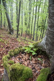 Des jeunes Hêtres poussent dans la souche d'un vieux Hêtre. Forêt du Trièves. Isère