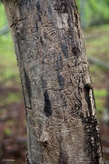 Tronc de Frêne mort mangé par les insectes. Forêt du Trièves, Isère