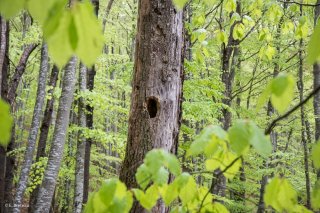 Tronc de Tremble mort habité. Forêt de Hêtres dans le Trièves, Isère