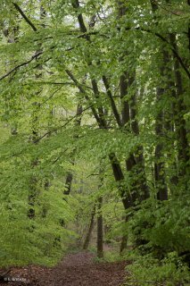 Un sentier traverse une Hêtraie dans le Trièves, au printemps les Hêtres débourrent. Isère