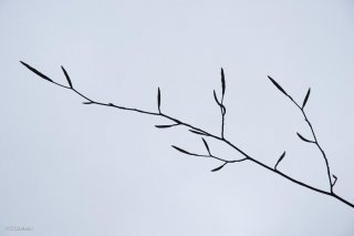 Bourgeons sur une branche de Hêtre. Forêt du Trièves, Isère