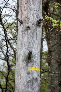 Balisage d'un sentier de randonnée sur un tronc mort. Forêt du Trièves, Isère