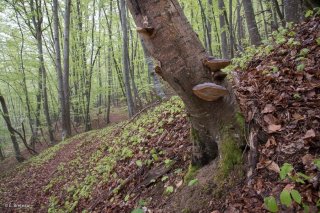 Des champignons Langue de Boeuf poussent sur un tronc pourri de Hêtre. Forêt du Trièves, Isère