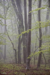 Hêtraie dans le Trièves au printemps, les Hêtres débourrent. Isère