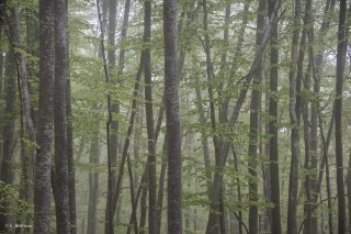 Hêtraie dans le Trièves au printemps, les Hêtres débourrent. Isère