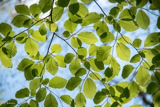Jeunes feuilles de Hêtre qui débourrent. Forêt du Trièves, Isère