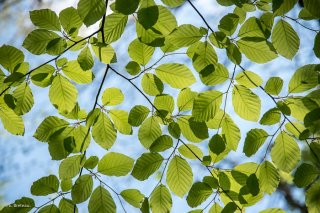 Jeunes feuilles de Hêtre qui débourrent. Forêt du Trièves, Isère