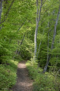 Un sentier traverse une Hêtraie dans le Trièves, au printemps les Hêtres débourrent. Isère