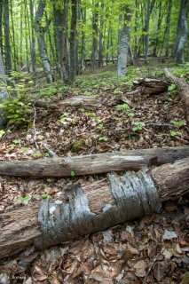 Tronc pourri de Merisier. Forêt du Trièves, Isère