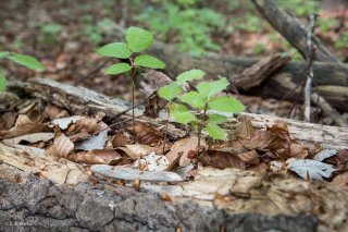 Des jeunes Hêtres poussent dans un tronc pourri. Forêt du Trièves. Isère