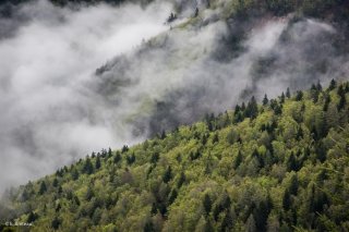 Hêtraie sapinière sur les versants de l'Obiou à Châtel en Trièves. Isère