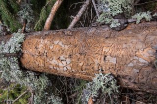 Tronc de Pin mangé par les insectes. Forêt du Trièves, Isère