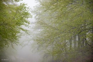 Hêtraie dans le Trièves au printemps, les Hêtres débourrent dans le brouillard. Isère