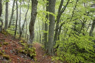 Un sentier traverse une Hêtraie dans le Trièves, au printemps les Hêtres débourrent. Isère