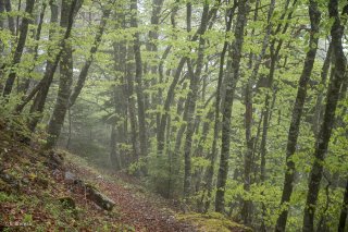 Un sentier traverse une Hêtraie dans le Trièves, au printemps les Hêtres débourrent. Isère