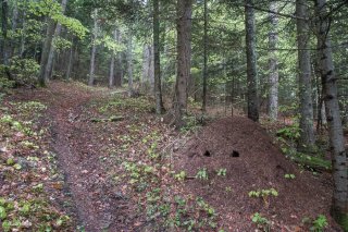 Fourmilière le long d'un sentier. Forêt du Trièves, Isère