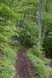 Un sentier traverse une Hêtraie dans le Trièves, au printemps les Hêtres débourrent. Isère