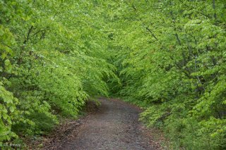 Une piste forestière traverse une Hêtraie dans le Trièves, au printemps les Hêtres débourrent. Isère