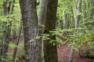 Deux troncs de Trembles dans une Hêtraie dans le Trièves au printemps. Isère