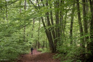 Un sentier traverse une Hêtraie dans le Trièves, au printemps les Hêtres débourrent. Isère