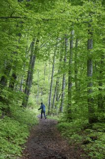 Un sentier traverse une Hêtraie dans le Trièves, au printemps les Hêtres débourrent. Isère