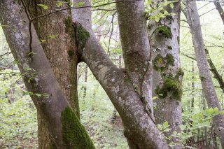 Un Hêtre embrasse vivement un Frêne. Forêt du Trièves, Isère