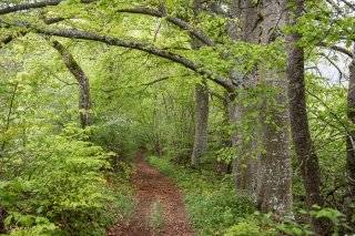 Un sentier traverse une Hêtraie dans le Trièves, au printemps les Hêtres débourrent. Isère