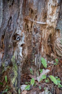 Tronc pourri en décomposition. Forêt du Trièves, Isère