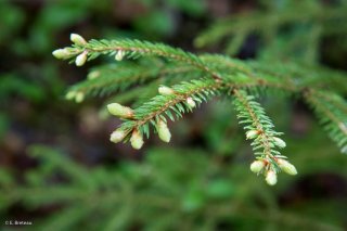 Jeunes pousses d'Epicéa. Forêt du Trièves