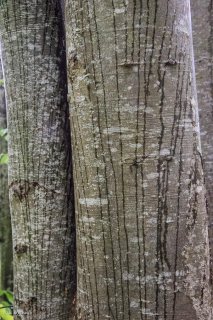 L'eau de pluie ruissèle le long des troncs de Hêtres. Forêt du Trièves, Isère