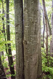 L'eau ruissèle contre les troncs de Hêtres. Forêt du Trièves, Isère